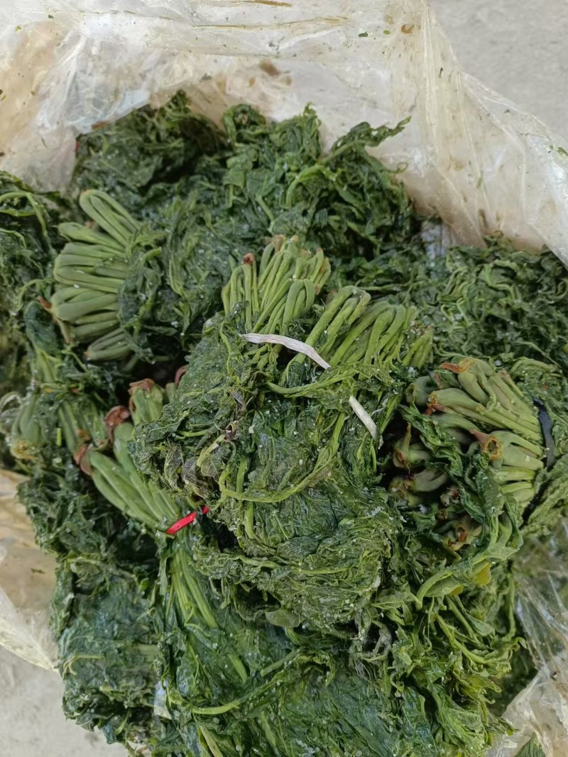 优质香椿芽大批量供应，色绿味鲜欢迎新老客户联系。质优价廉。