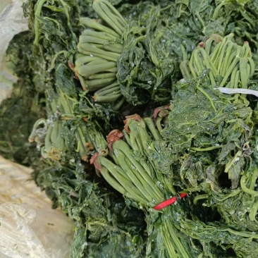 优质香椿芽大批量供应，色绿味鲜欢迎新老客户联系。质优价廉。