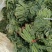优质香椿芽大批量供应，色绿味鲜欢迎新老客户联系。质优价廉。