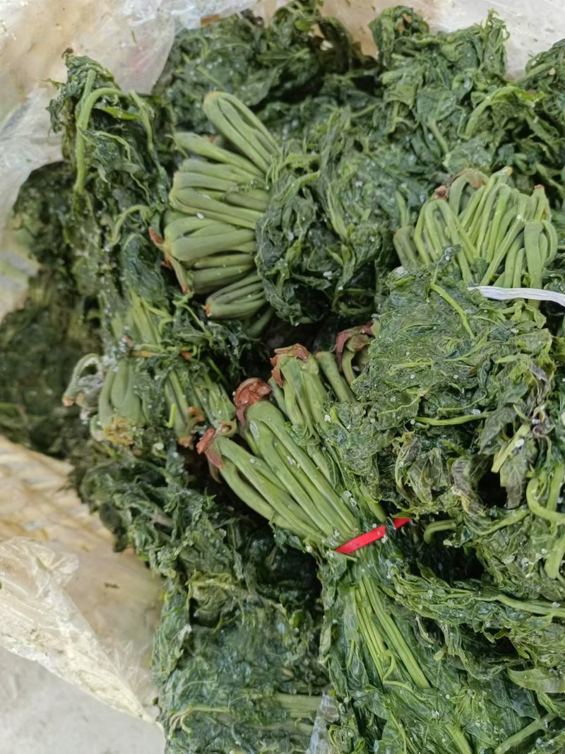 优质香椿芽大批量供应，色绿味鲜欢迎新老客户联系。质优价廉。