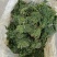 优质香椿芽大批量供应，色绿味鲜欢迎新老客户联系。质优价廉。