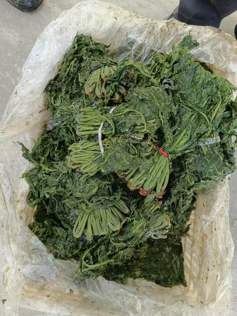 优质香椿芽大批量供应，色绿味鲜欢迎新老客户联系。质优价廉。