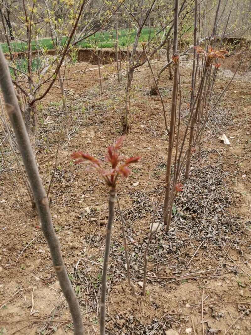 优质香椿芽大批量供应，色绿味鲜欢迎新老客户联系。质优价廉。