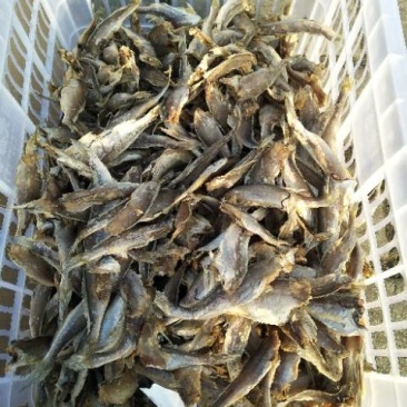 新鲜手工鱼干，去头，去肠，7成干，13元一斤，