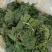 优质香椿芽大批量供应，色绿味鲜欢迎新老客户联系。质优价廉。
