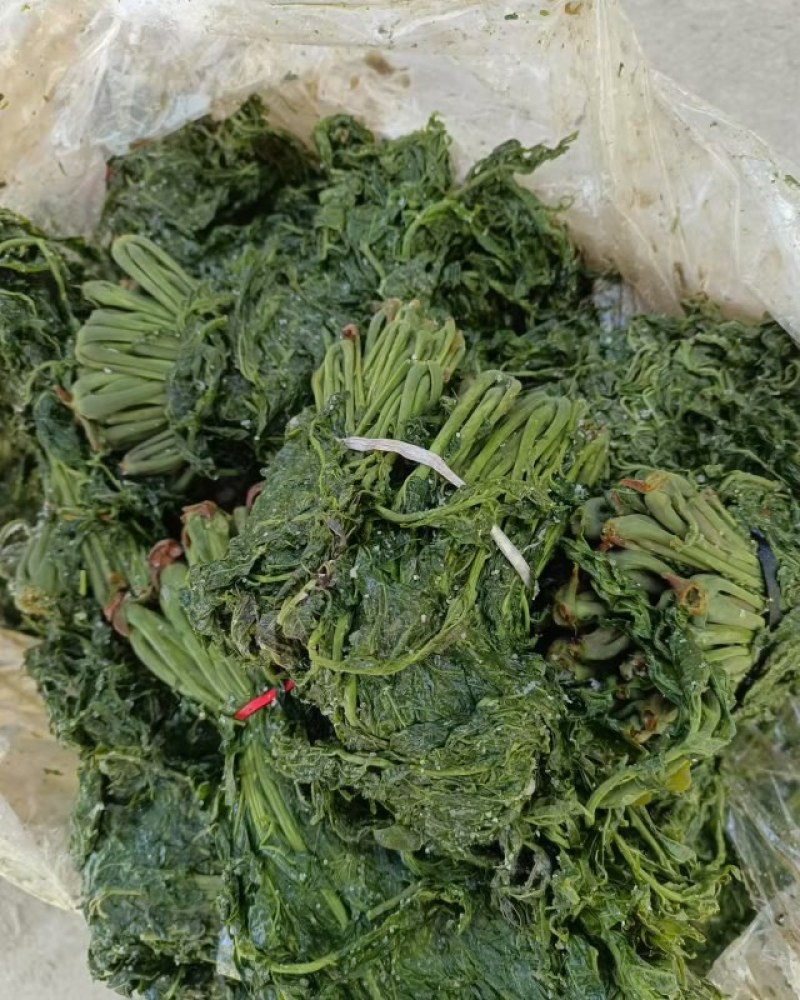 优质香椿芽大批量供应，色绿味鲜欢迎新老客户联系。质优价廉。