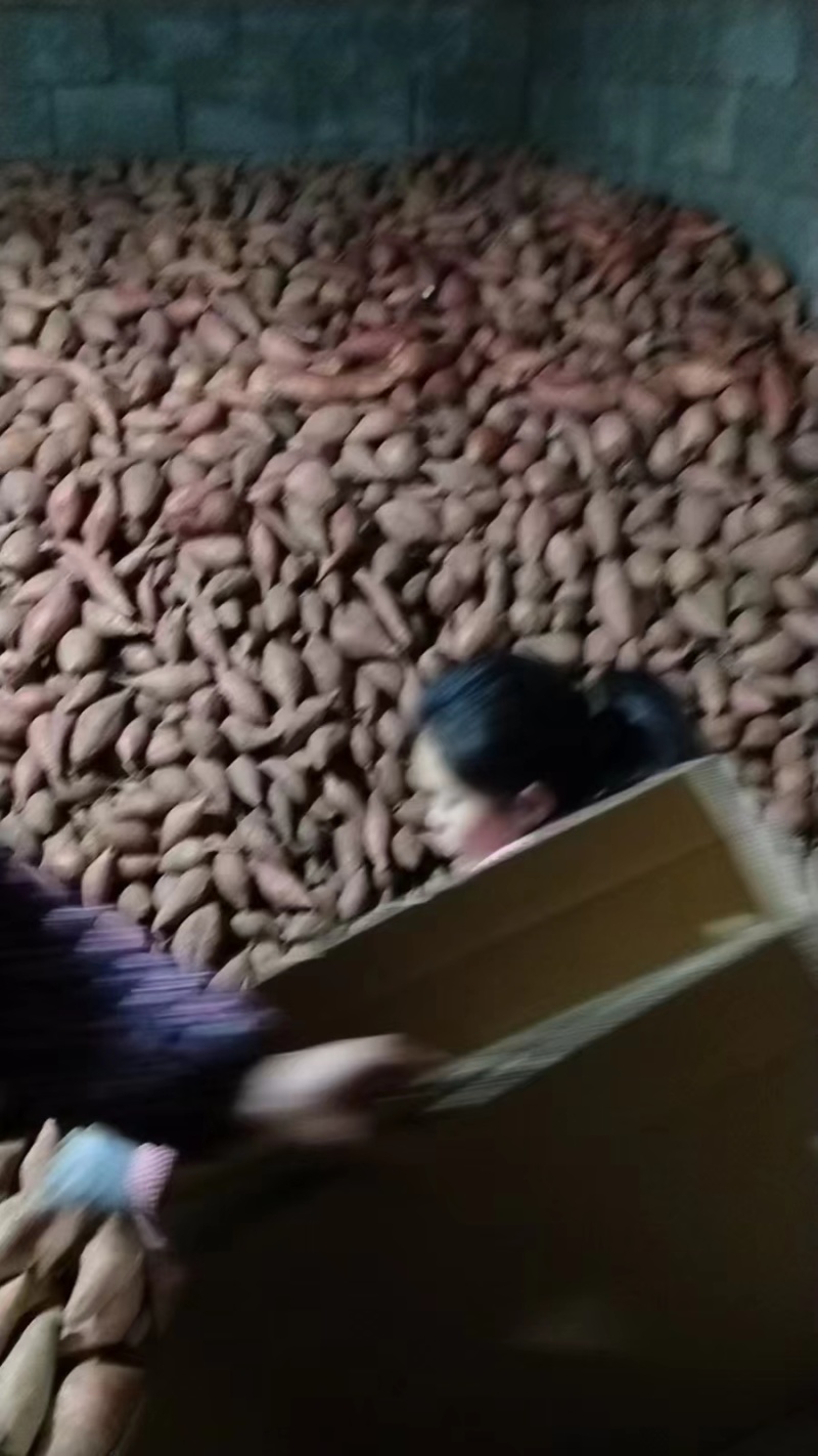 山东邹城济薯26板栗薯对接电商市场超市保质保量