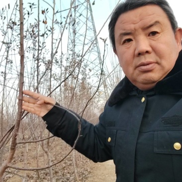 2公分苹果树苗3公分4公分苹果树5公分苹果树
