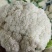 精品四川白面青梗松花菜一手货源原产地发货