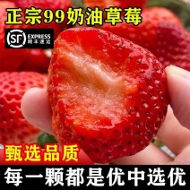 草莓正宗奶油99大草莓新鲜一整箱应季酸甜非丹