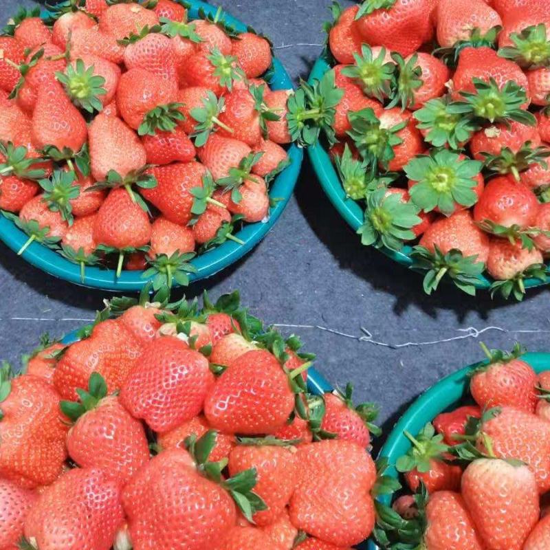 【优选】江苏甜宝草莓产地直供品质保障对接各大电商