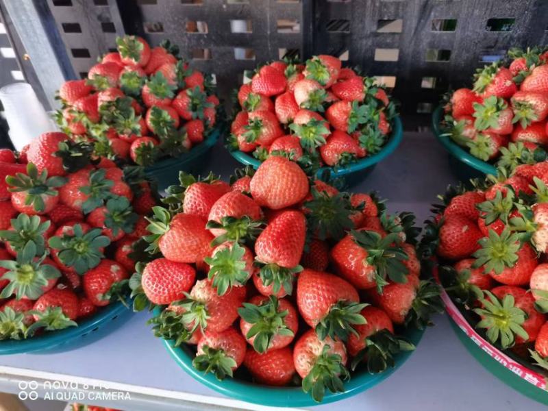 【优选】江苏甜宝草莓产地直供品质保障对接各大电商