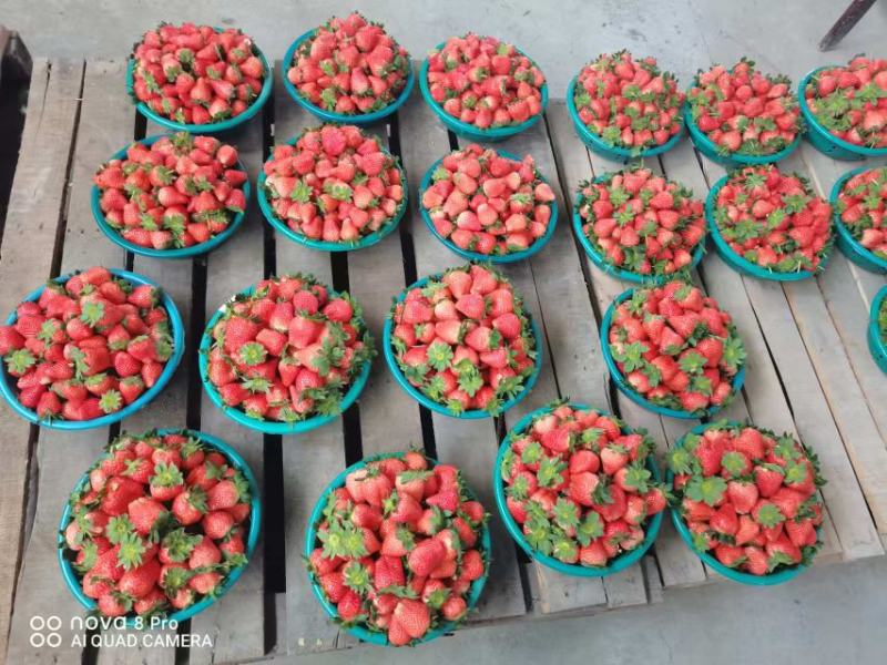 【优选】江苏甜宝草莓产地直供品质保障对接各大电商