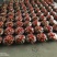 【优选】江苏甜宝草莓产地直供品质保障对接各大电商