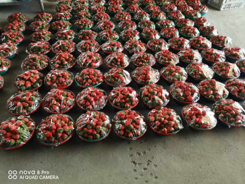 【优选】江苏甜宝草莓产地直供品质保障对接各大电商