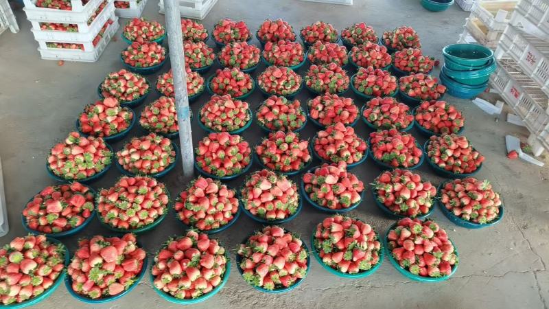 【优选】江苏甜宝草莓产地直供品质保障对接各大电商