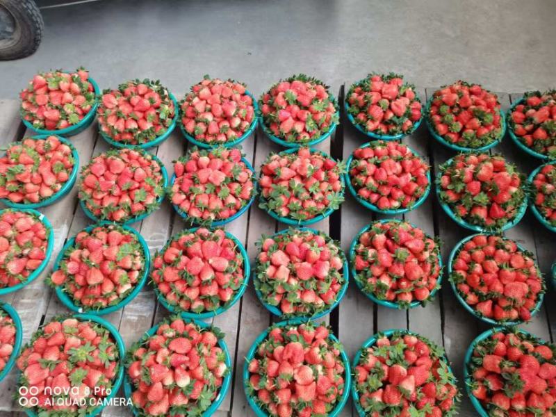 【优选】江苏甜宝草莓产地直供品质保障对接各大电商