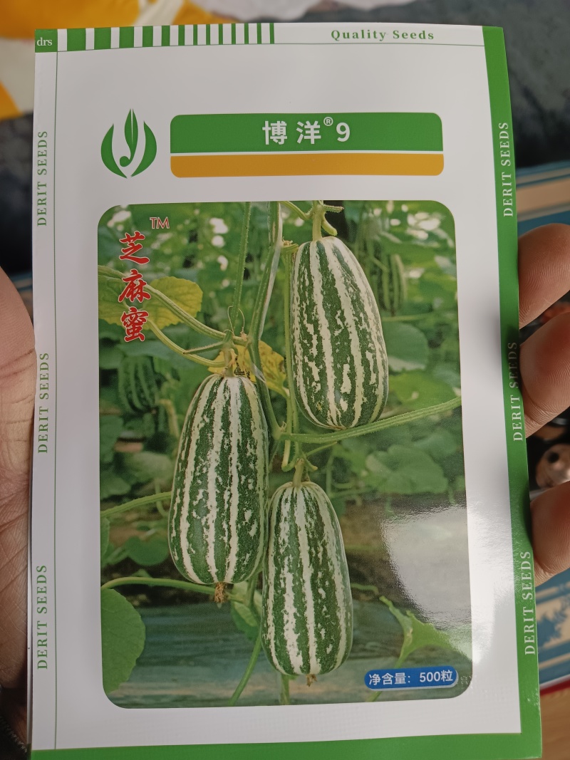 直播/嫁接博洋九甜瓜苗苗厂直发现挖现发品种质量保