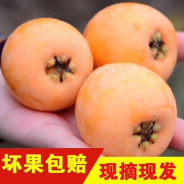 四川攀枝花米易枇杷琵琶新鲜孕妇水果甜枇杷果大果当季2斤3
