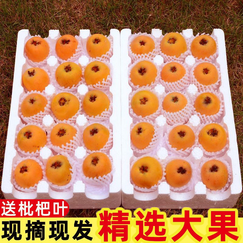 四川攀枝花米易枇杷琵琶新鲜孕妇水果甜枇杷果大果当季2斤3