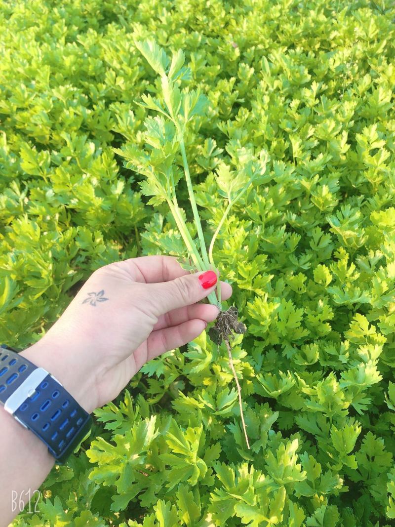 优质穴盘/地拔芹菜苗苗厂直销现挖现发品种质量保证