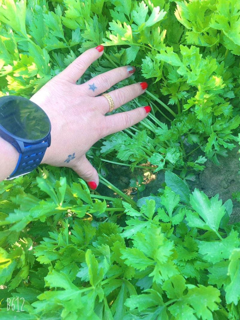 优质穴盘/地拔芹菜苗苗厂直销现挖现发品种质量保证