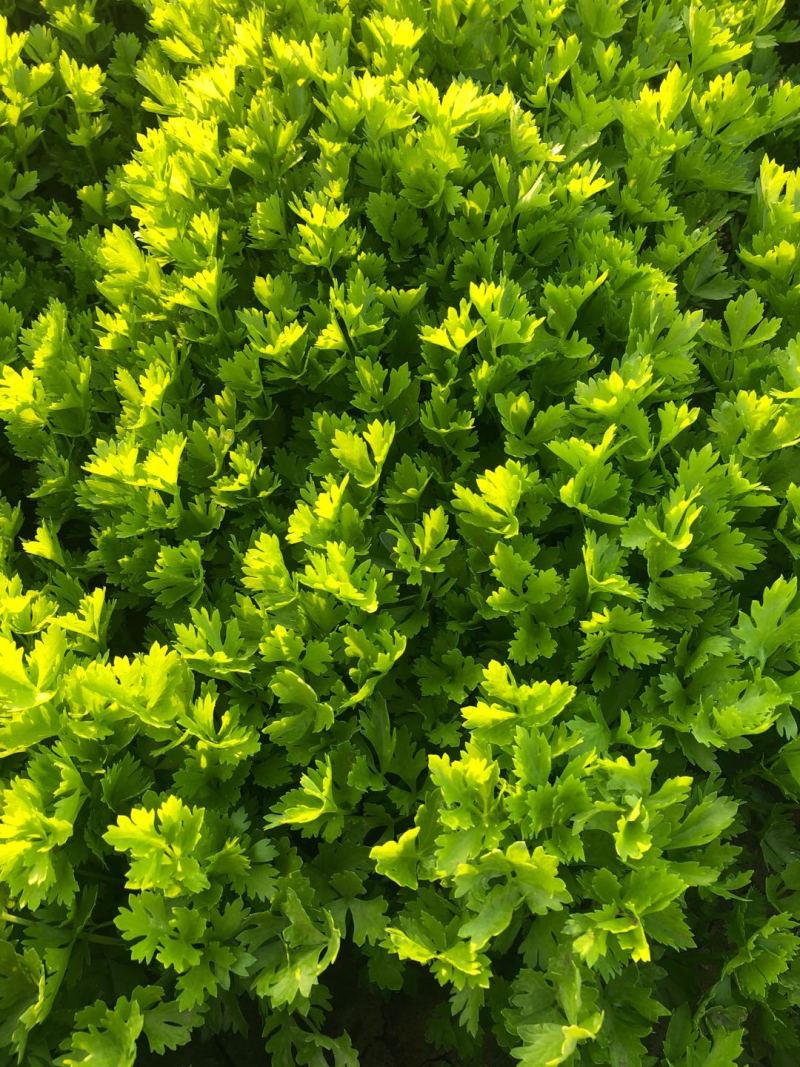 优质穴盘/地拔芹菜苗苗厂直销现挖现发品种质量保证
