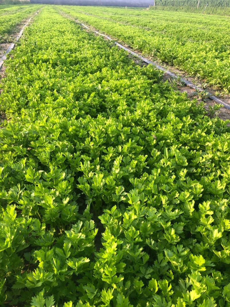 优质穴盘/地拔芹菜苗苗厂直销现挖现发品种质量保证