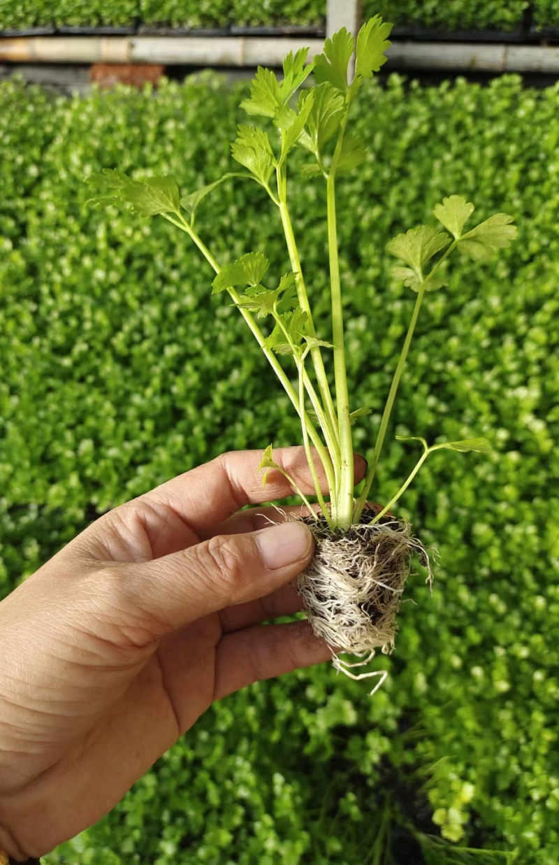 优质穴盘/地拔芹菜苗苗厂直销现挖现发品种质量保证