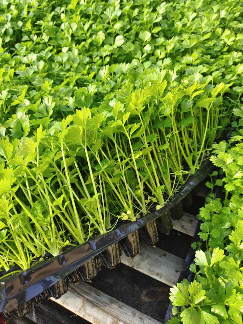 优质穴盘/地拔芹菜苗苗厂直销现挖现发品种质量保证