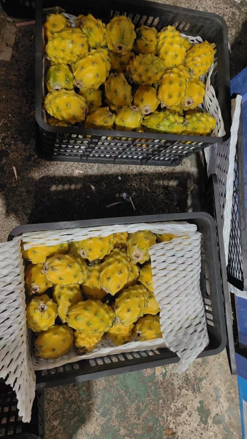 燕窝果果对接出口外贸各大市场电商产地直发精品