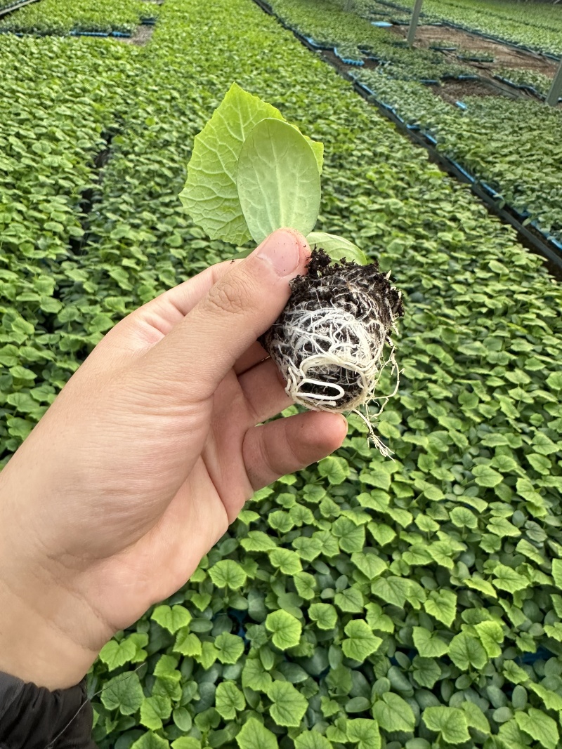 精品黄瓜苗密刺黄瓜苗子农博323高产95青瓜苗