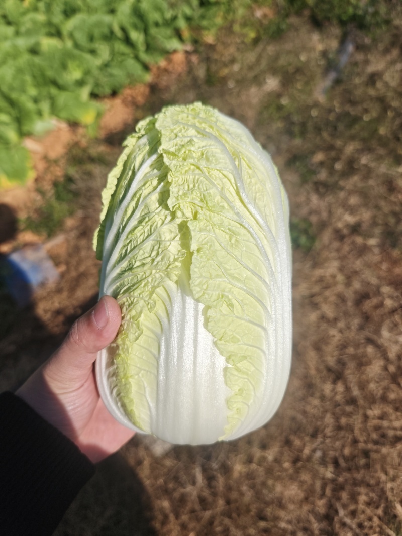 云南精品大娃娃，菜产地直销，无中间差价。