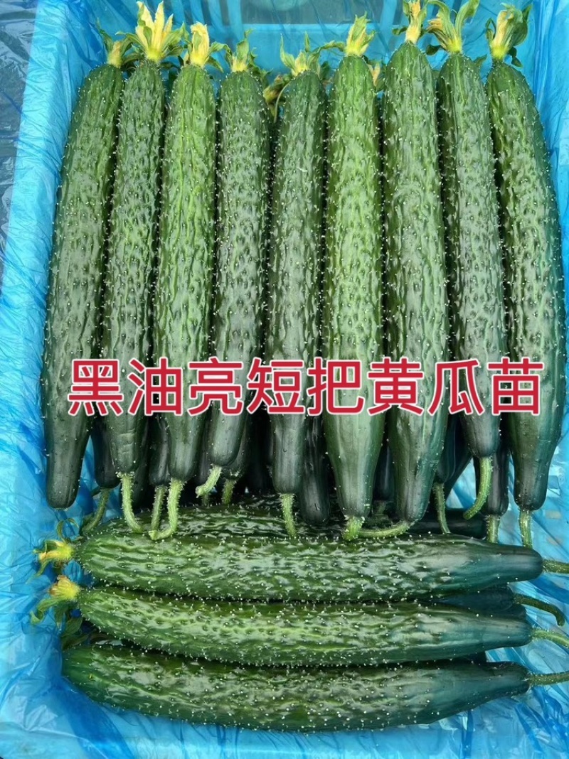 嫁接黄瓜苗/强磁油亮型/抗病高产/选用优质砧木苗厂直销