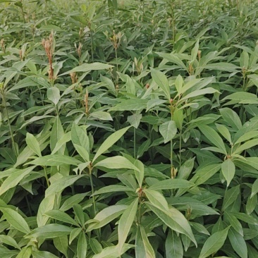 大量出售桢楠苗