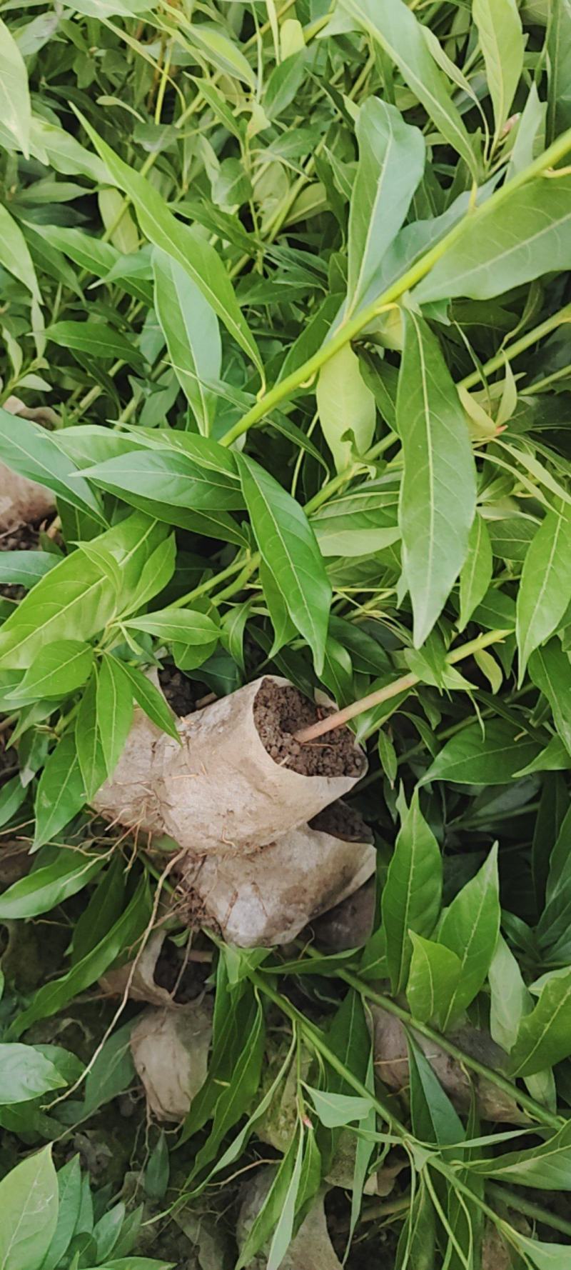 大量出售桢楠苗