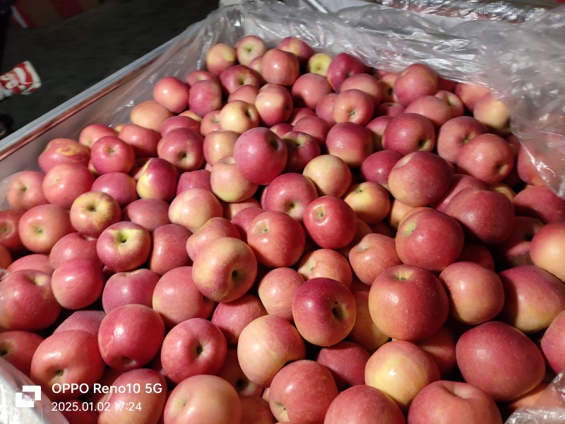 红富士苹果高山富士托盘箱装年前精品富士10斤包邮批发