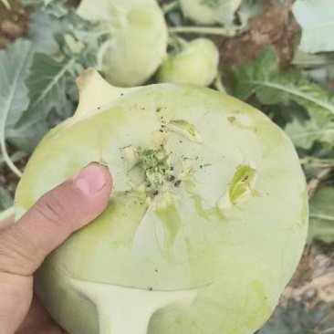 丕蓝疙瘩大量上市产地直发一手货源保质保量