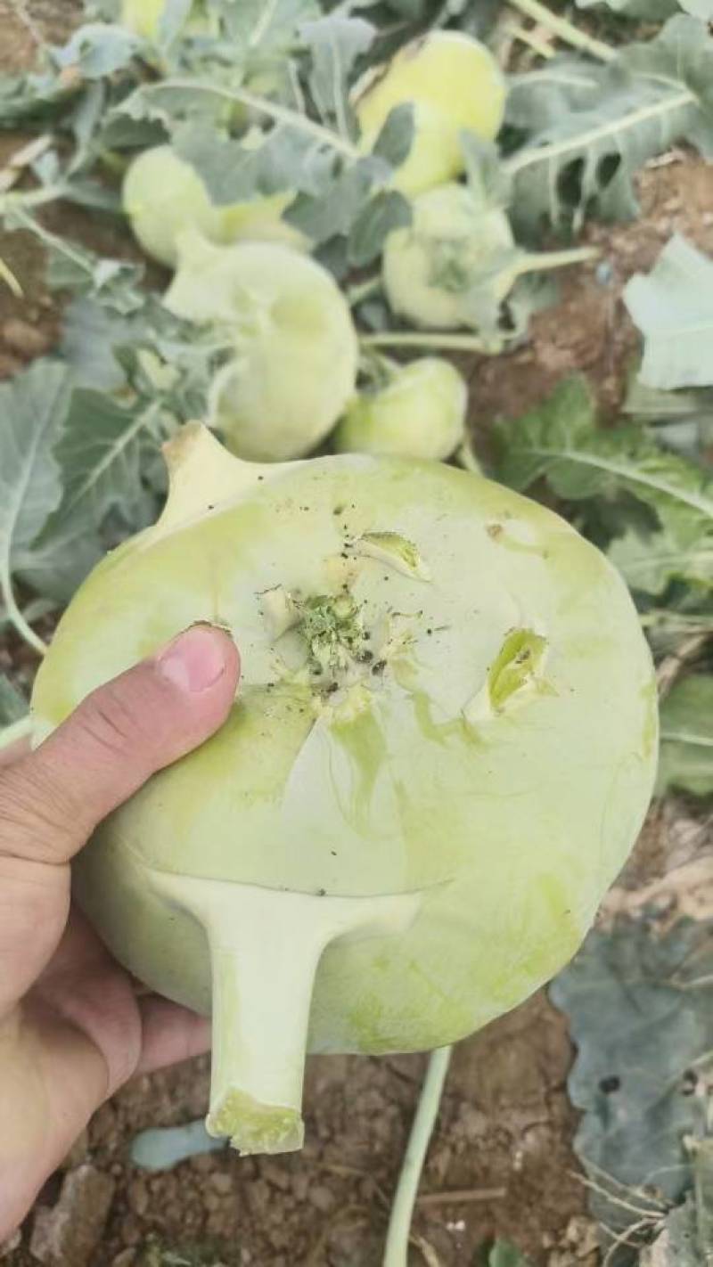 丕蓝疙瘩大量上市产地直发一手货源保质保量