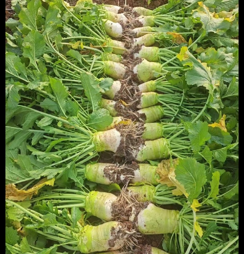 产地大头菜，市场货工厂货供应，各种规格，欢迎商家直购。