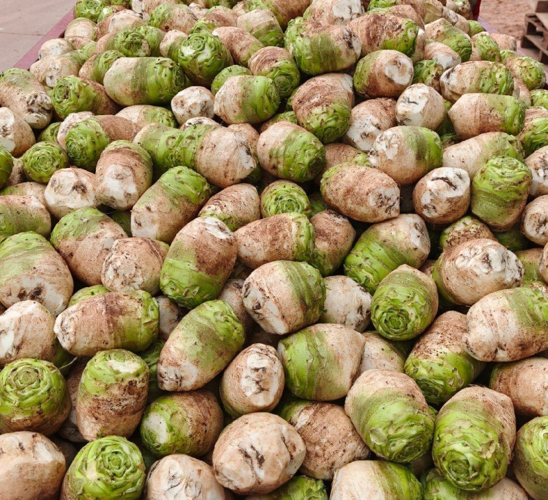 产地大头菜，市场货工厂货供应，各种规格，欢迎商家直购。