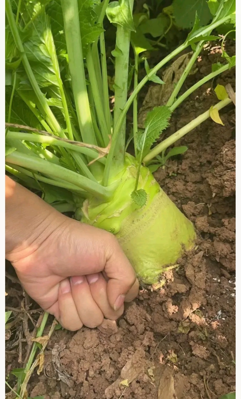 产地大头菜，市场货工厂货供应，各种规格，欢迎商家直购。
