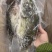 三去桂花鱼