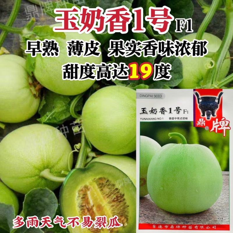 鼎牌甜瓜种子超甜玉奶香1号甜瓜种子早熟薄皮甜度高耐裂香甜