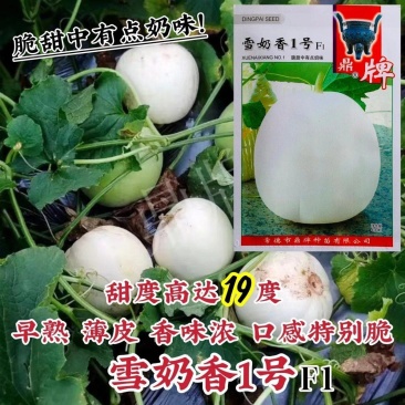 鼎牌雪奶香1号甜瓜种子薄皮大果甜瓜种子脆甜高糖香味浓耐裂