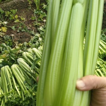山东菏泽定陶黄店西芹大量现货有要的老板请联系我