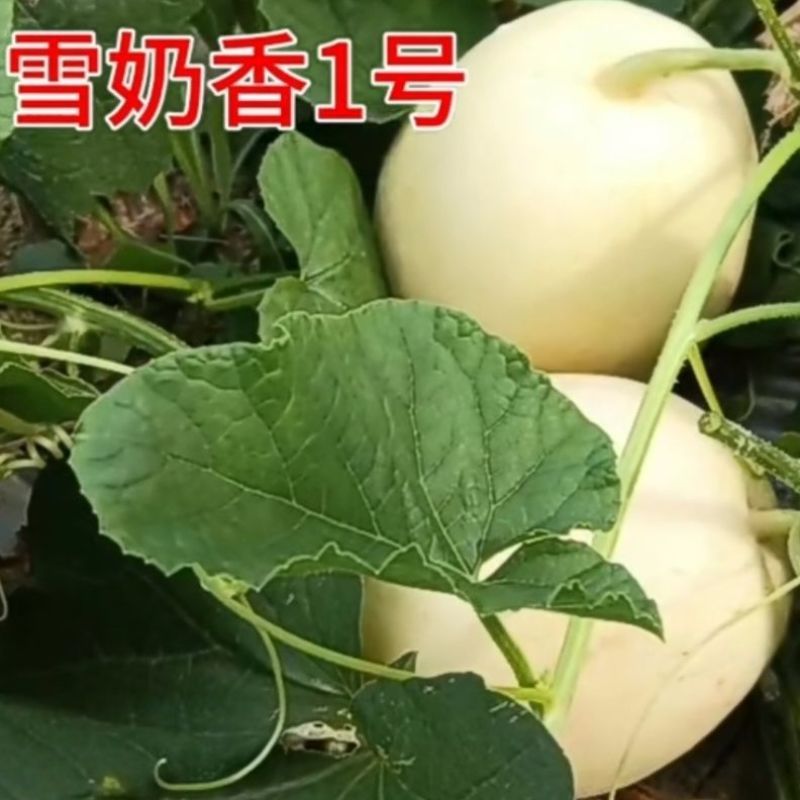 鼎牌雪奶香1号甜瓜种子薄皮大果甜瓜种子脆甜高糖香味浓耐裂