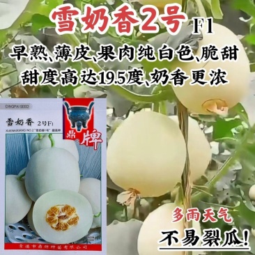 鼎牌雪奶香2号甜瓜种子脆甜味浓纯白皮白肉甜瓜种籽耐裂高糖