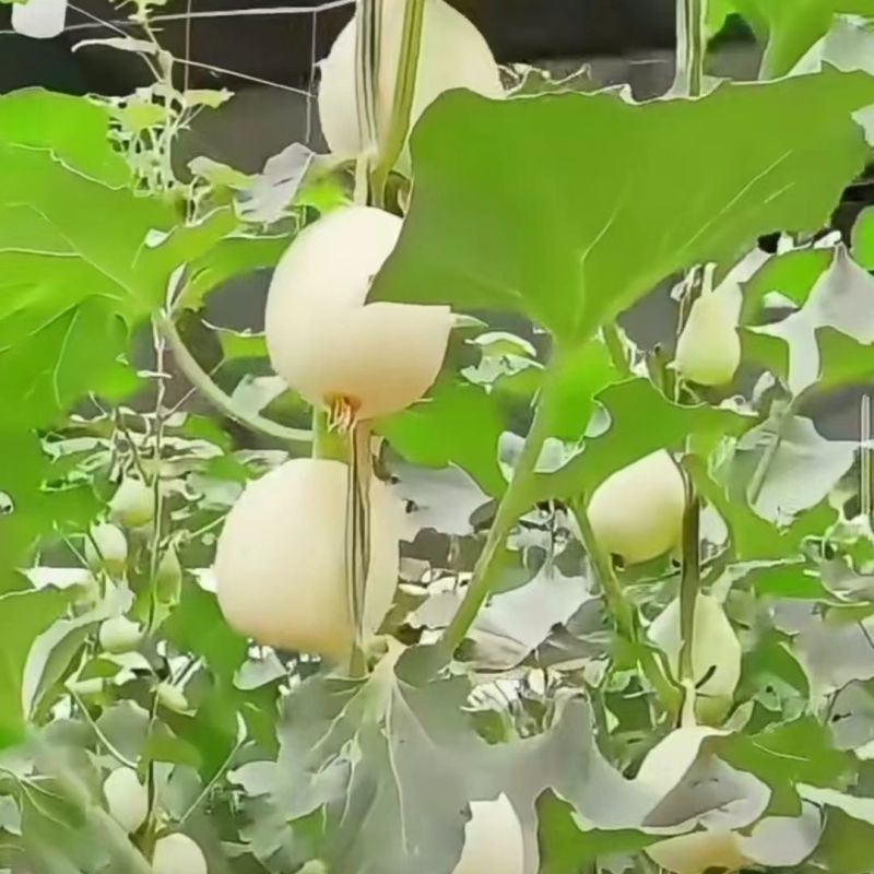 鼎牌雪奶香2号甜瓜种子脆甜味浓纯白皮白肉甜瓜种籽耐裂高糖
