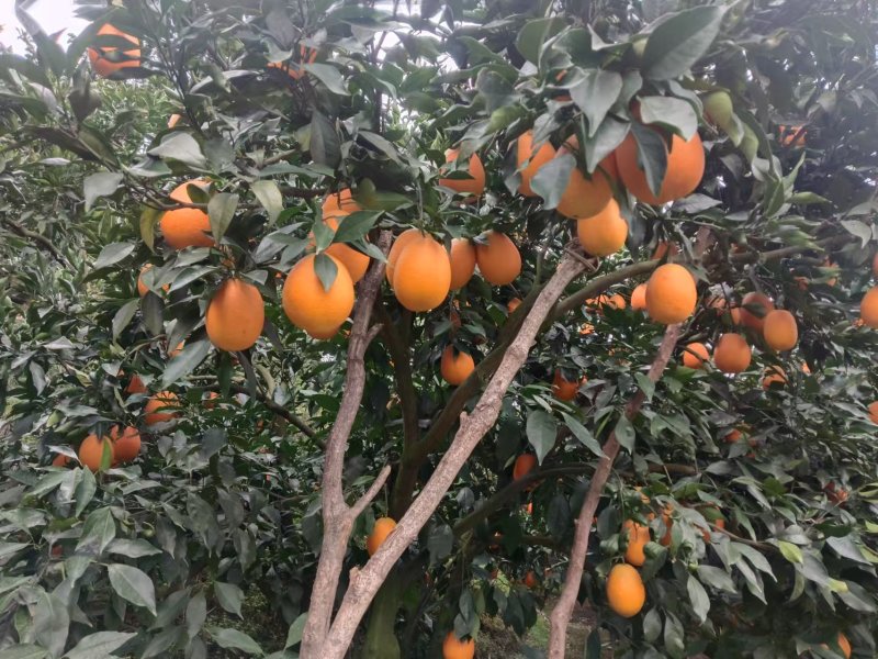 湖北宜昌秭归县园红脐橙，一手货源质量保证，对接商超市场